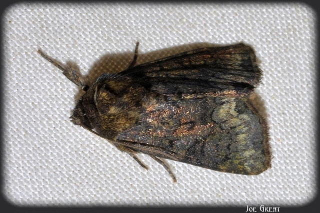 Oligia latruncula - fekete dudvabagoly