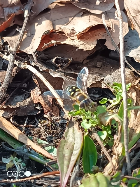 Syrphidae - zengőlegyek