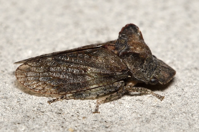 Ledra aurita - füleskabóca