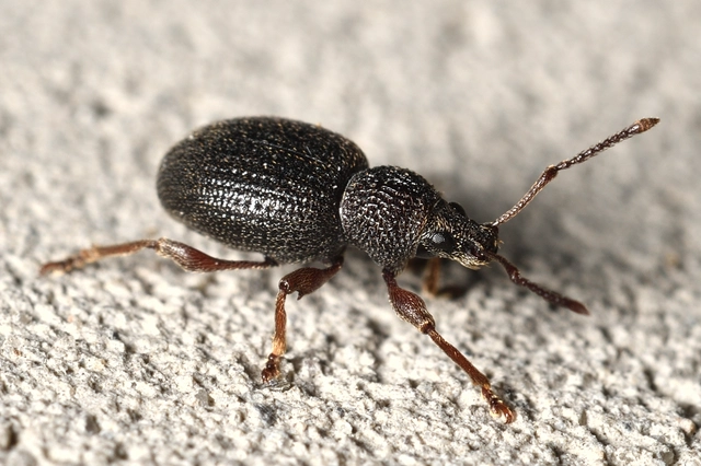 Otiorhynchus ovatus - apró gyalogormányos