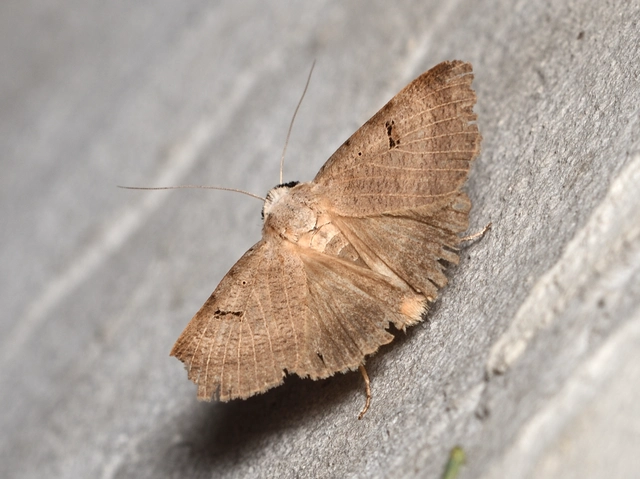 Lygephila craccae - gyakori csüdfűbagoly