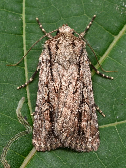 Dichagyris signifera - pompás földibagoly