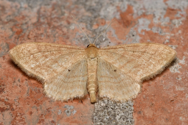 Idaea rufaria - vörhenyes sávosaraszoló