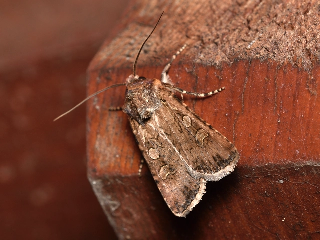 Euxoa tritici/nigrofusca/eruta