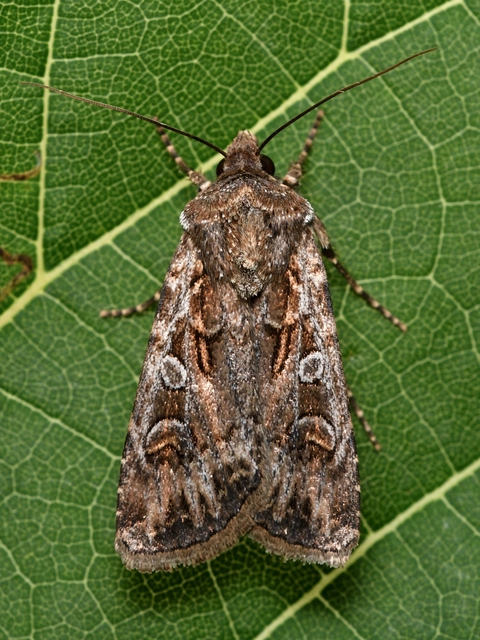 Euxoa tritici/nigrofusca/eruta