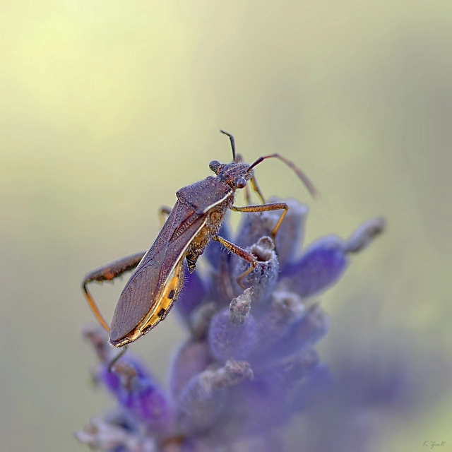 Camptopus lateralis - görbelábú karimáspoloska