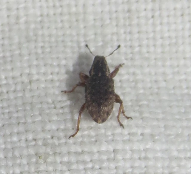 Sitona hispidulus - szőrös csipkézőbogár