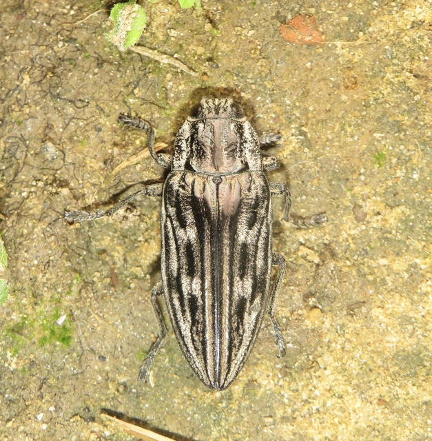 Chalcophora mariana - nagy fenyvesdíszbogár