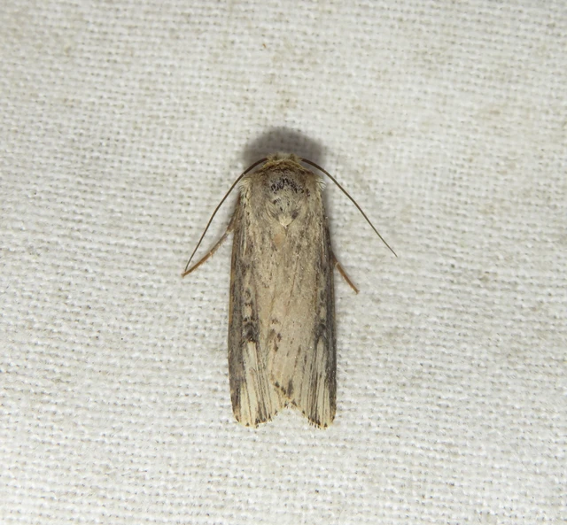 Axylia putris - vonalkás földibagoly
