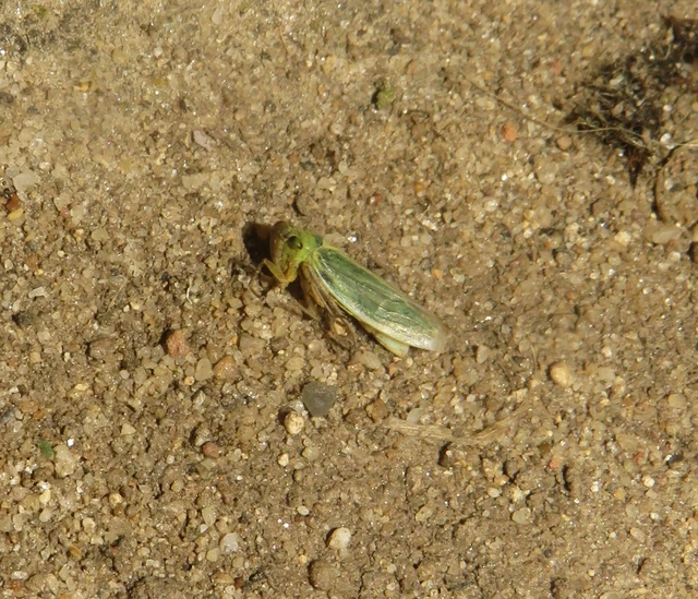 Cicadella viridis - méregzöld kabóca