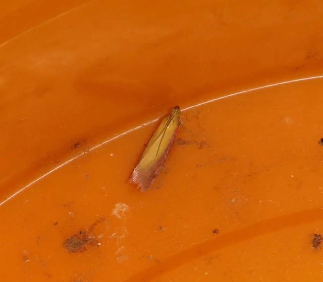 Oncocera semirubella - lucernamoly