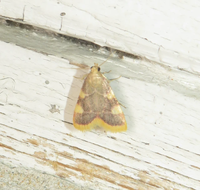 Hypsopygia costalis - szénailonca