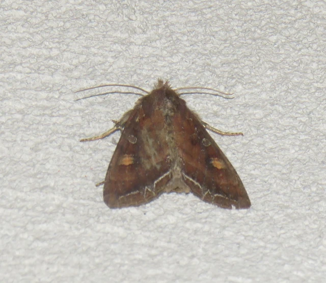Lacanobia oleracea - saláta-kertibagoly