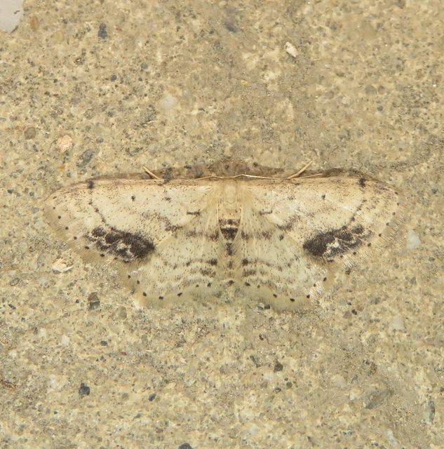 Idaea dimidiata - gyakori apróaraszoló