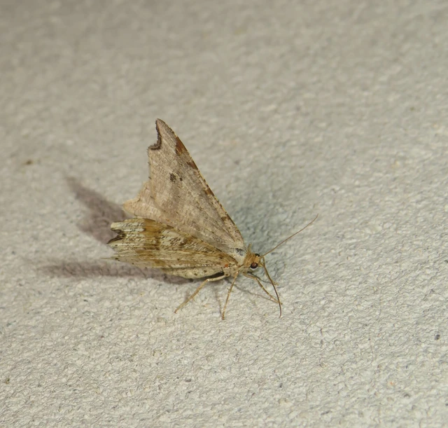 Macaria alternata - közönséges szürkearaszoló