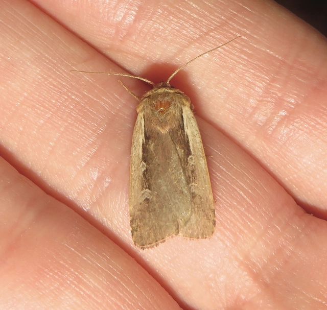 Ochropleura plecta - fehérszegélyű fűbagoly