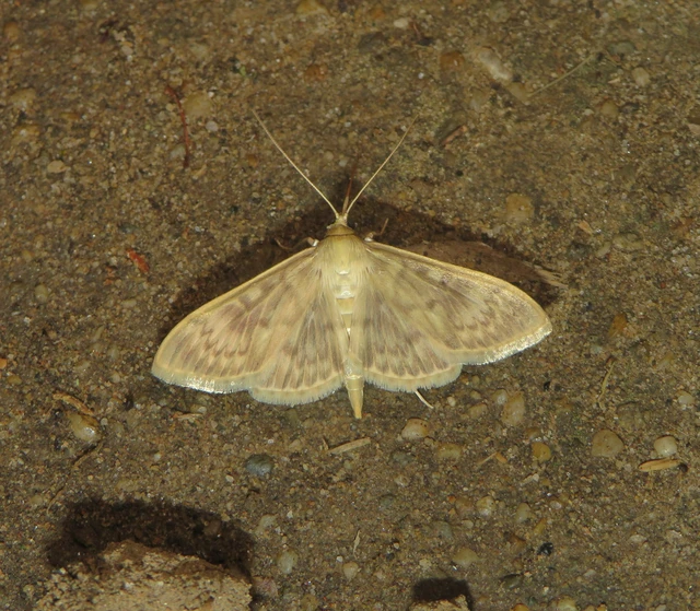 Patania ruralis - csalánevő tűzmoly