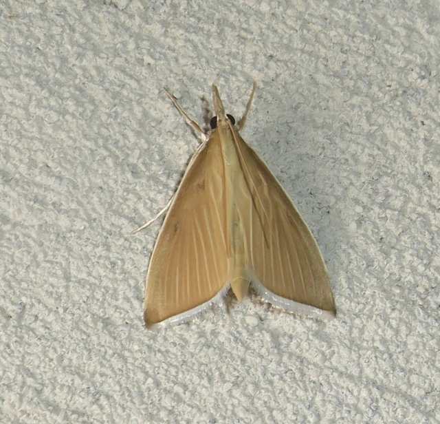 Sclerocona acutellus - hegyesszárnyú tűzmoly
