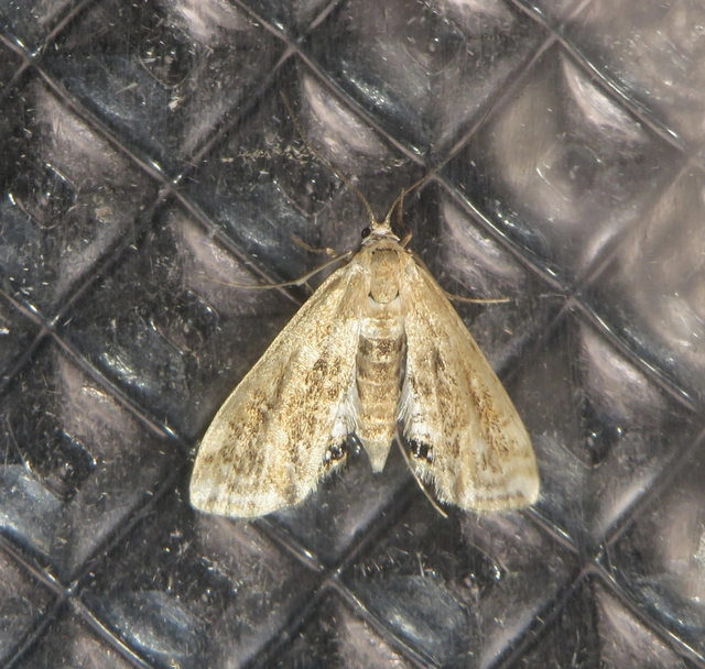 Cataclysta lemnata - békalencsemoly