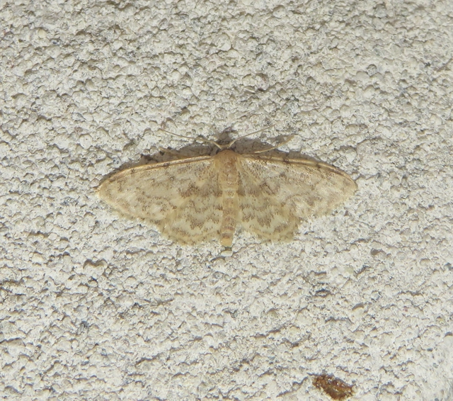 Idaea inquinata - mintás apróaraszoló