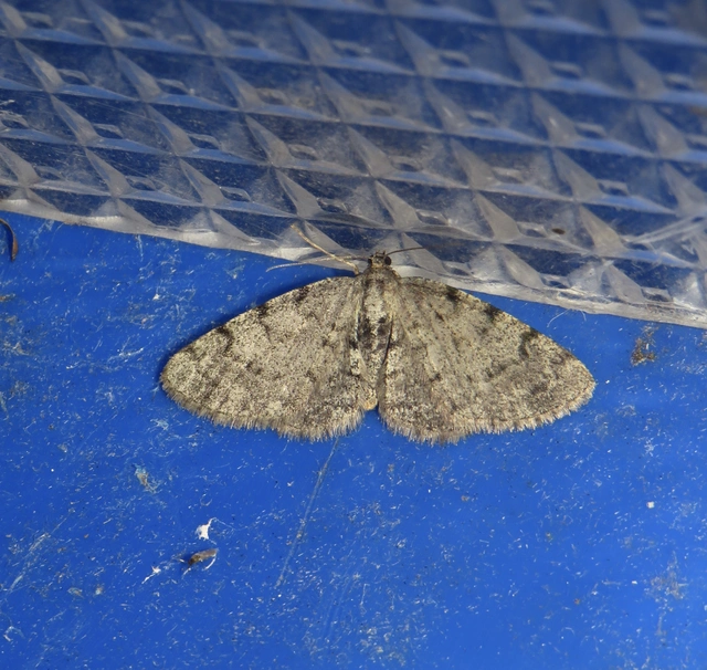 Aethalura punctulata - szürke égeraraszoló