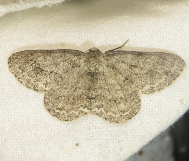 Ectropis crepuscularia - avararaszoló