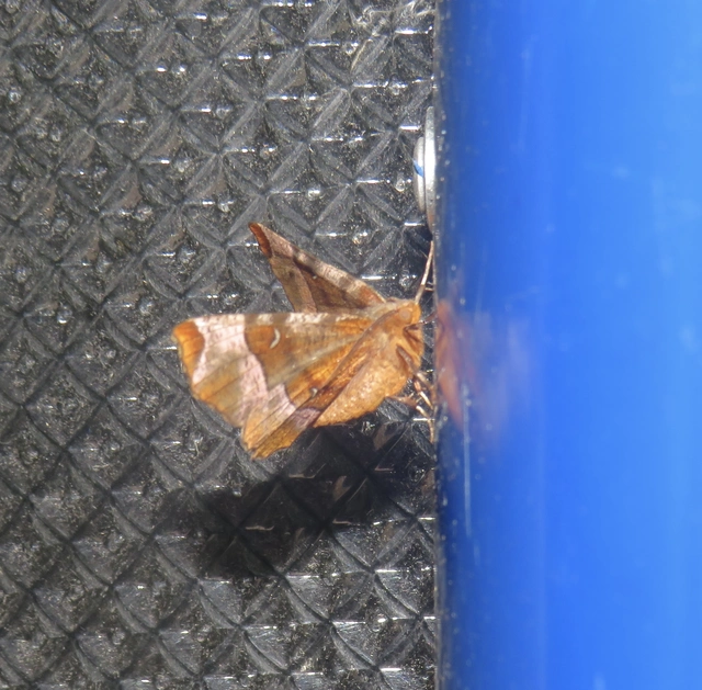 Selenia tetralunaria - négyfoltos holdasaraszoló