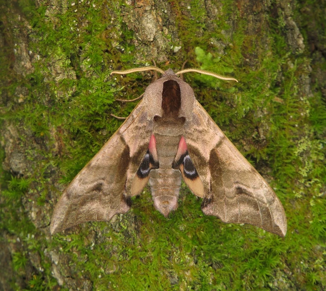 Smerinthus ocellatus - esti pávaszem