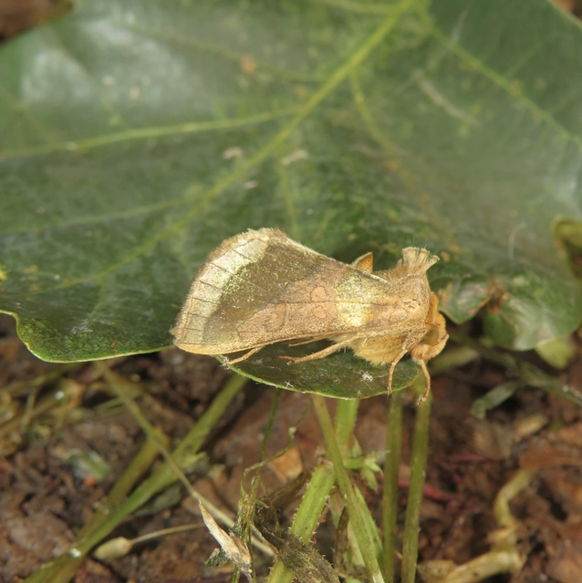 Diachrysia chrysitis - aranybagoly