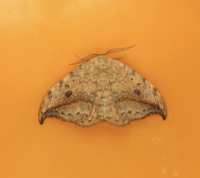 Drepana falcataria - nyárfa-sarlósszövő