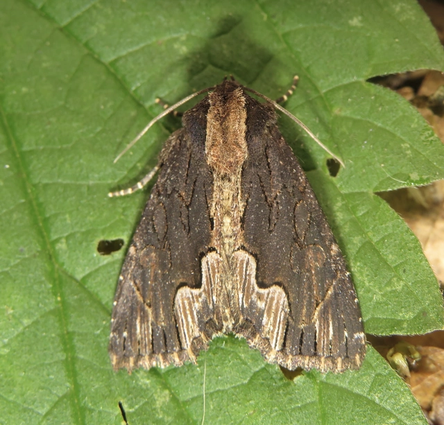 Dypterygia scabriuscula - szurokbarna nyáribagoly
