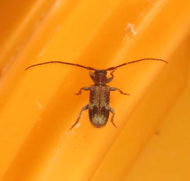 Exocentrus adspersus - tölgyfa-rőzsecincér