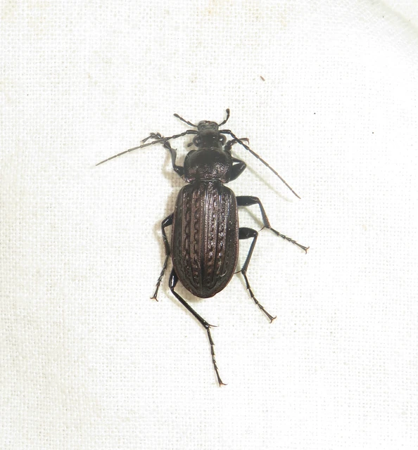 Carabus granulatus - mezei futrinka