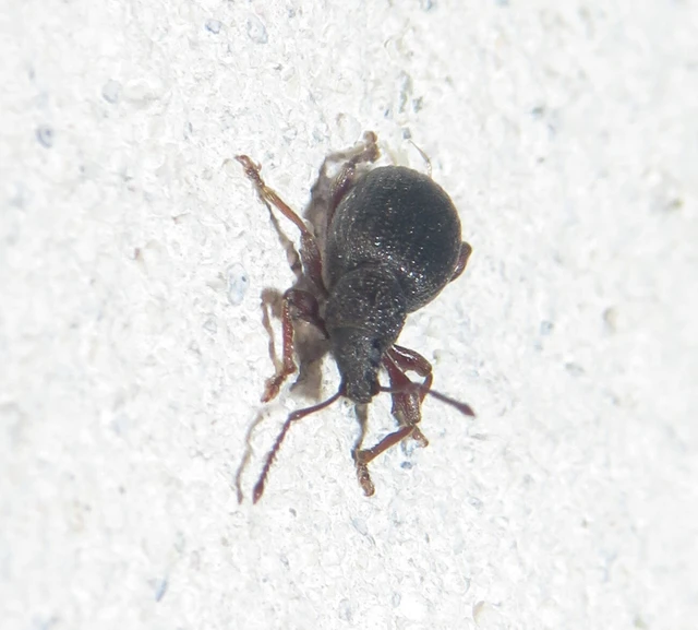 Otiorhynchus ovatus - apró gyalogormányos