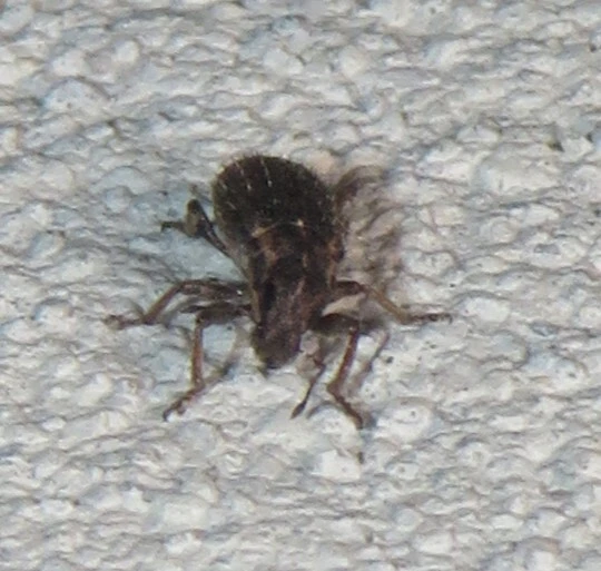 Sitona hispidulus - szőrös csipkézőbogár