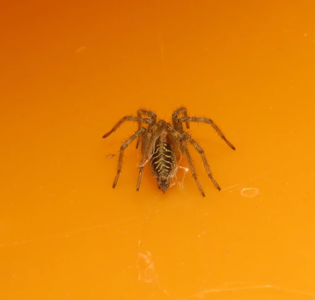 Agelena labyrinthica - illó tölcsérpók