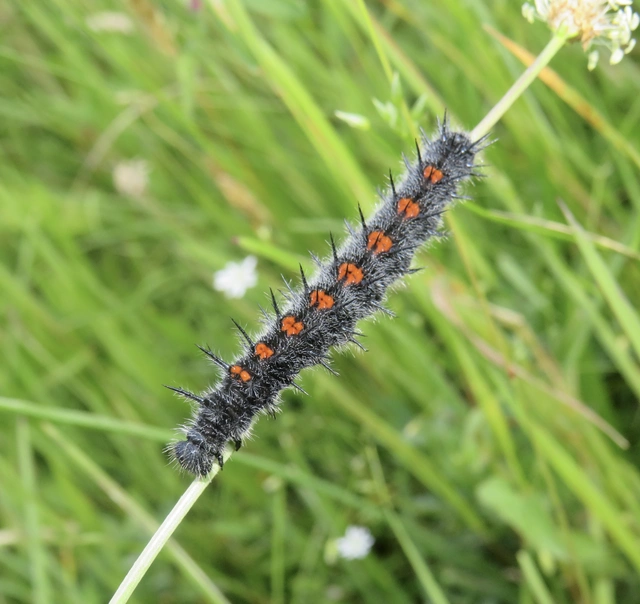 Nymphalis antiopa - gyászlepke