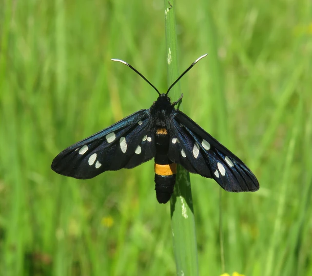 Amata phegea - fehérpettyes álcsüngőlepke