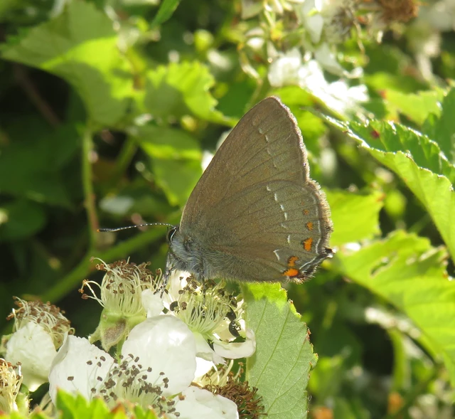 Satyrium ilicis - tölgyfa-csücsköslepke