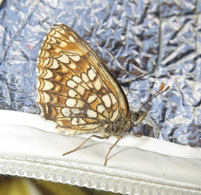 Melitaea diamina - kockás tarkalepke