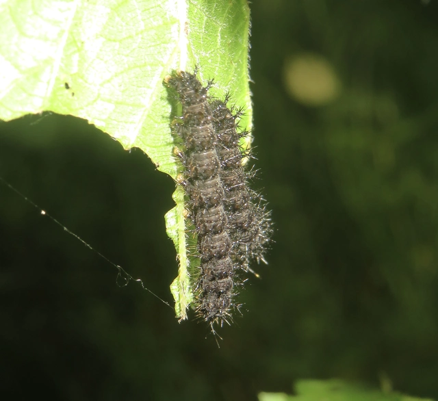 Araschnia levana - pókhálós lepke
