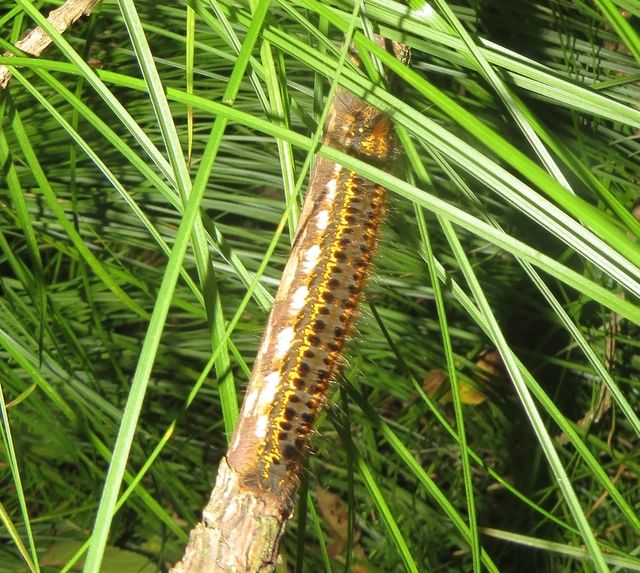 Euthrix potatoria - szomjas pohók