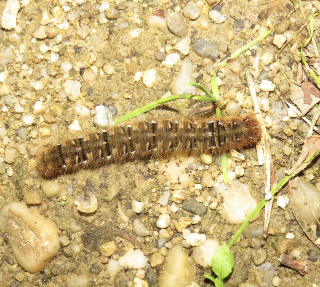 Lasiocampa quercus - tölgyfaszövő