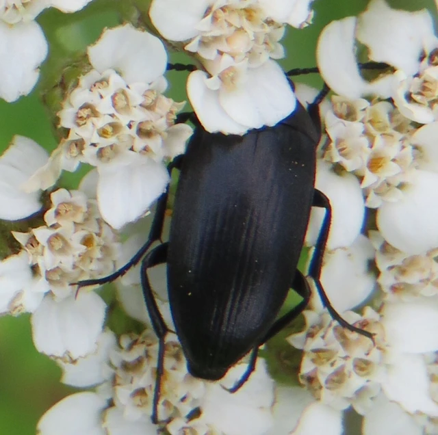 Podonta nigrita - szerecsenbogár