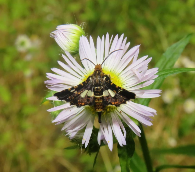 Thyris fenestrella - gyakori ablakosmoly