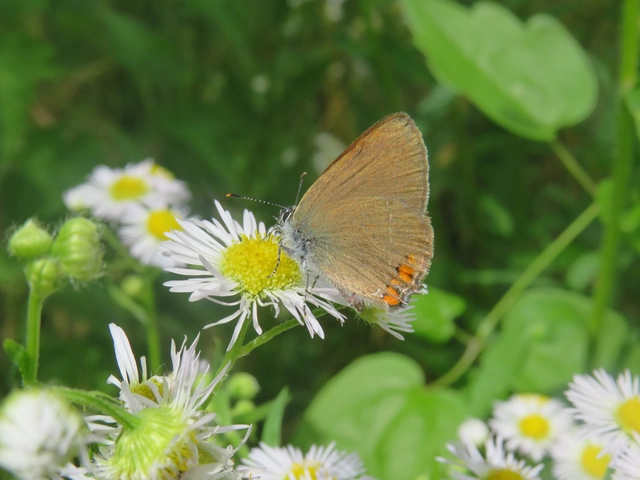 Satyrium acaciae - akác-csücsköslepke