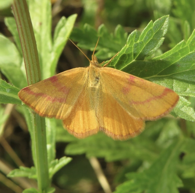 Lythria purpuraria - bíborsávos araszoló