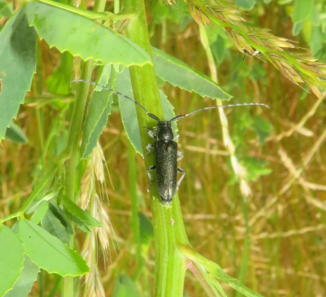 Agapanthia violacea - kék somkórócincér