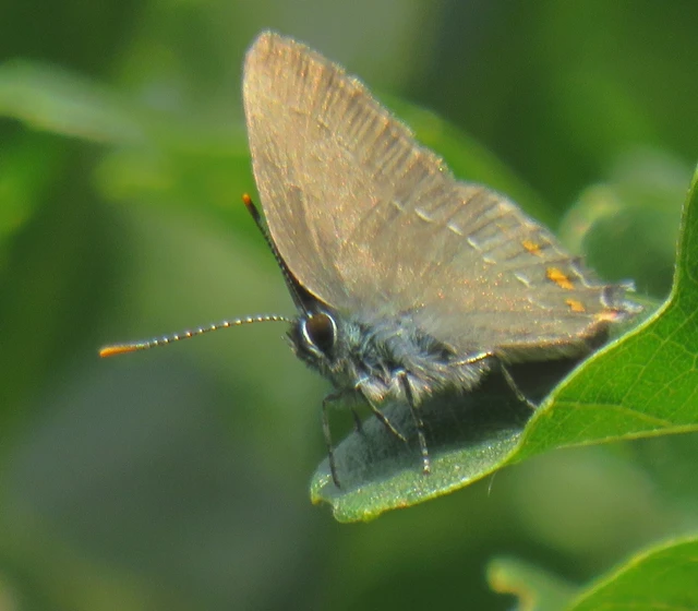 Satyrium ilicis - tölgyfa-csücsköslepke