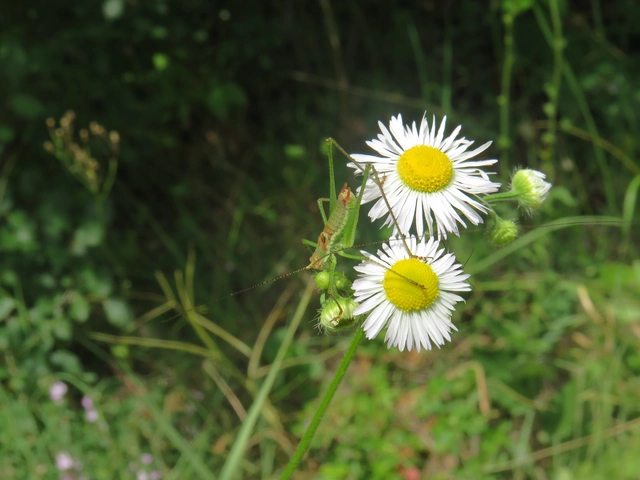 Leptophyes albovittata - közönséges virágszöcske